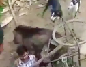 Wild Boar Attacks A Villager As Friends Try To Help!