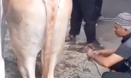 Man gets kicked in the face by a cow!