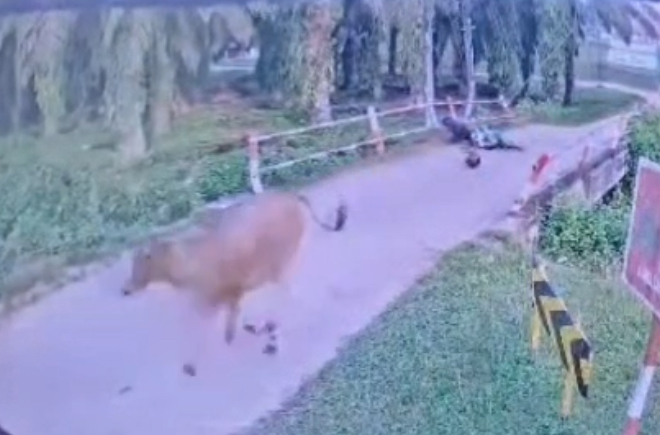 Man dies after being kicked by cow and thrown into river in Hulu Selangor - Malaysia