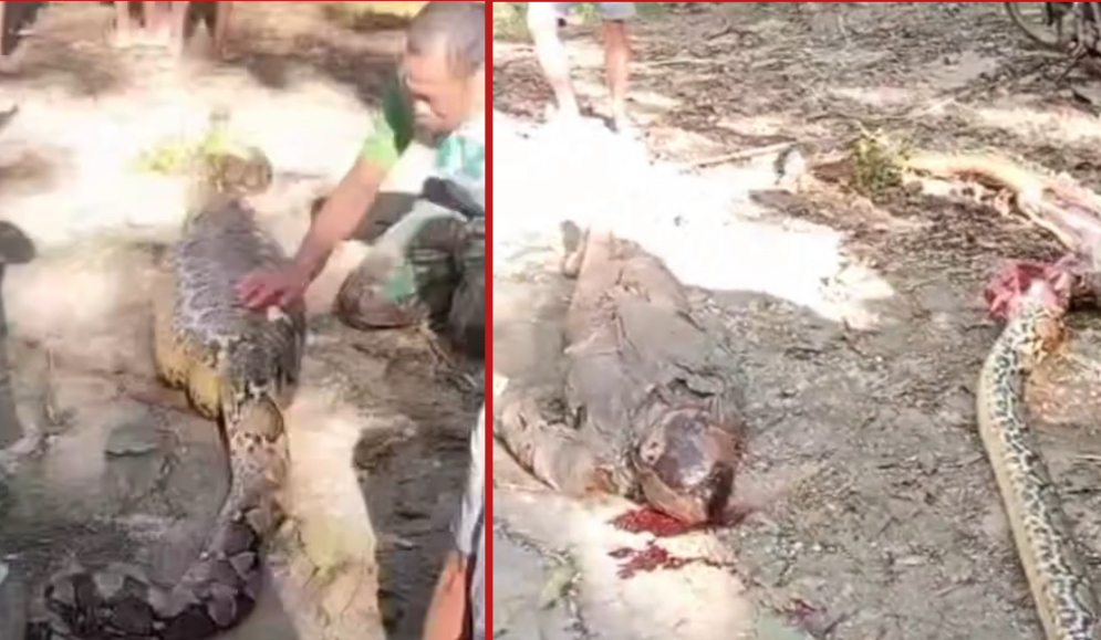 Grandfather swallowed by python; son finds snake with victim's phone ringing inside its swollen belly - Indonesia