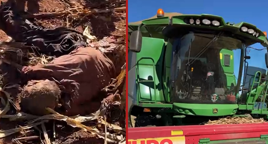 Farmers discover missing man’s body while harvesting in rural Goiatuba; nearly run it over with machinery - Brazil