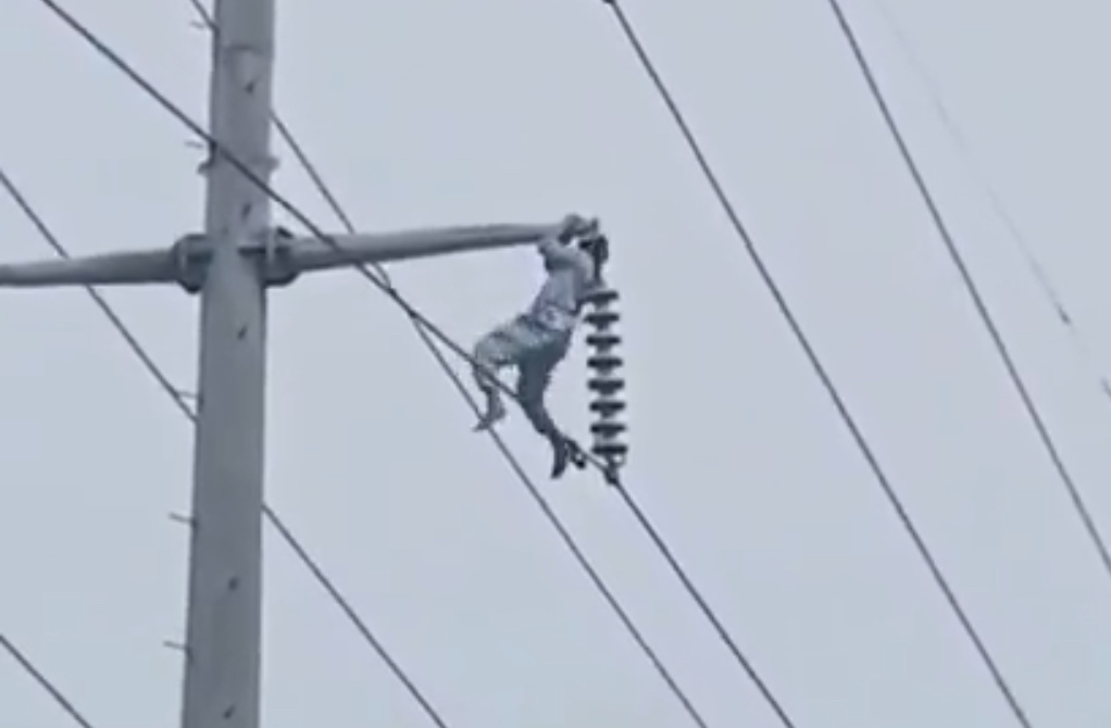 Man electrocuted and killed after climbing transformer - Pakistan