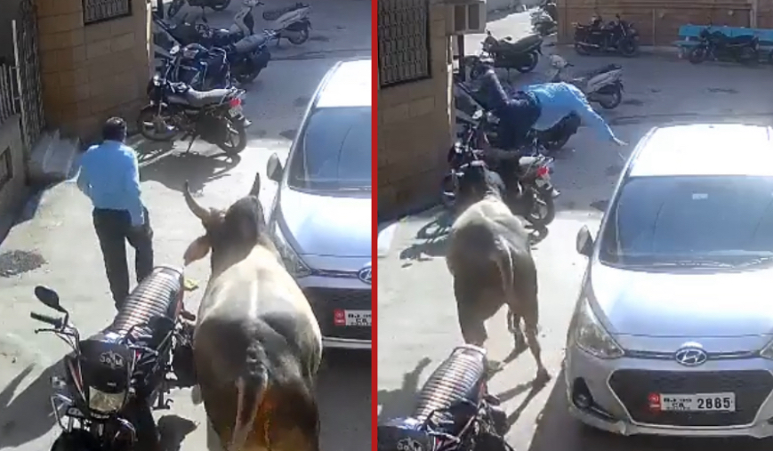 Shopkeeper dies after bull attack in Balotra - India