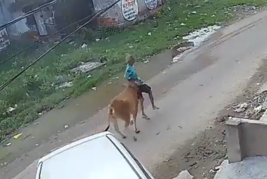 Elderly man injured after stray cow attack in Kanpur - India