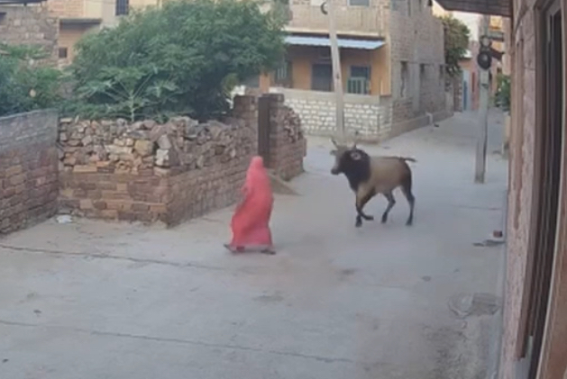Woman seriously injured after bull attack in Jodhpur - India