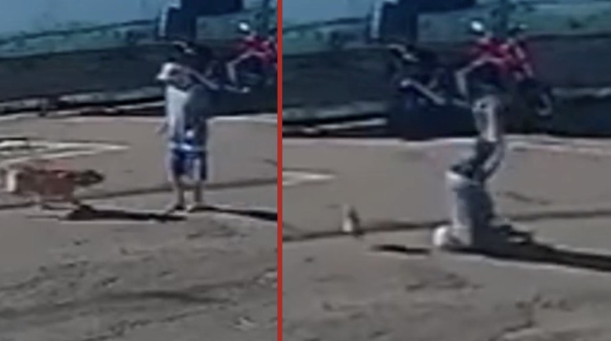 Elderly man left paralyzed after being knocked down by dog in São Paulo wakes from coma - Brazil