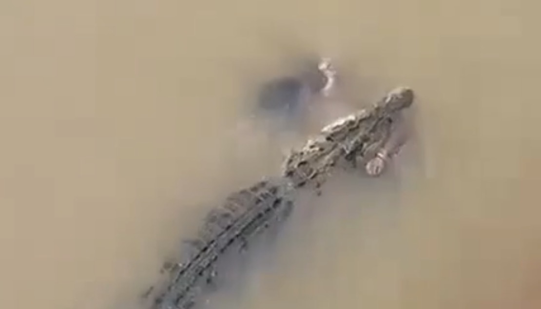 Woman missing after being dragged into river by crocodile in Odisha - India