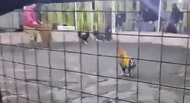 Man dies after his own fighting rooster slashes femoral artery during cockfighting event - Peru