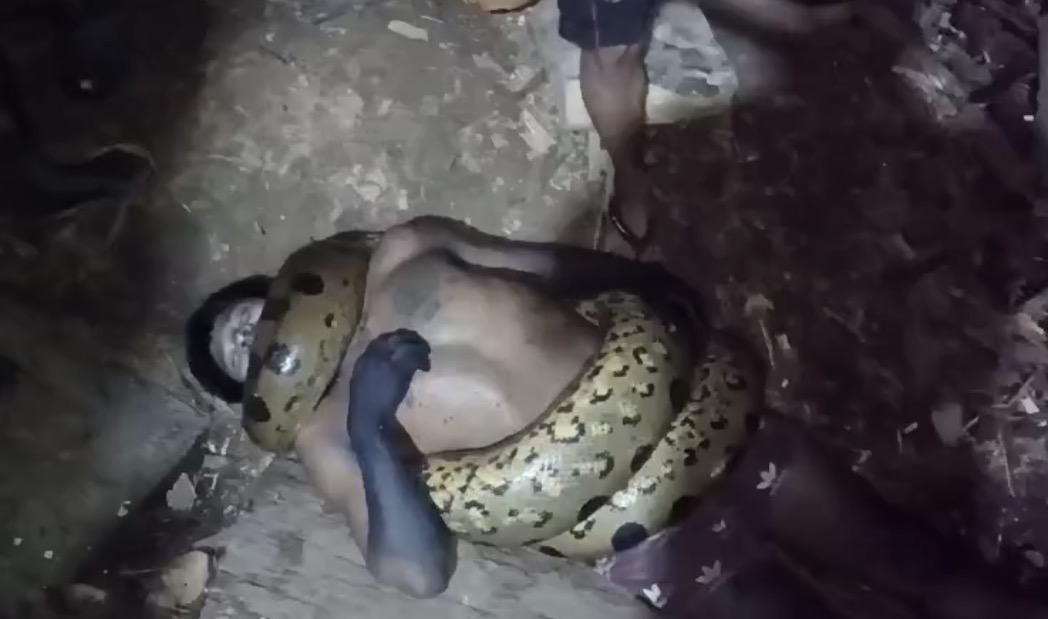 Man killed after being constricted by anaconda near Peru–Ecuador border - Peru