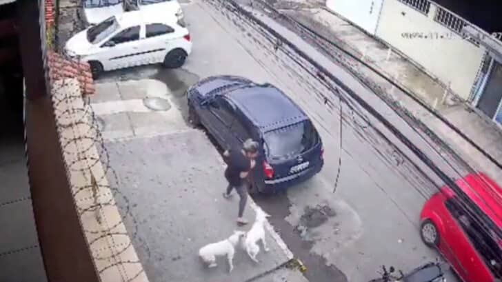 Woman mauled by two pit bulls in Rio de Janeiro; police launch investigation - Brazil