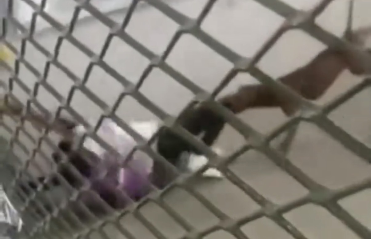 Pit bull bursts onto school grounds in Belford Roxo, injuring several students - Brazil