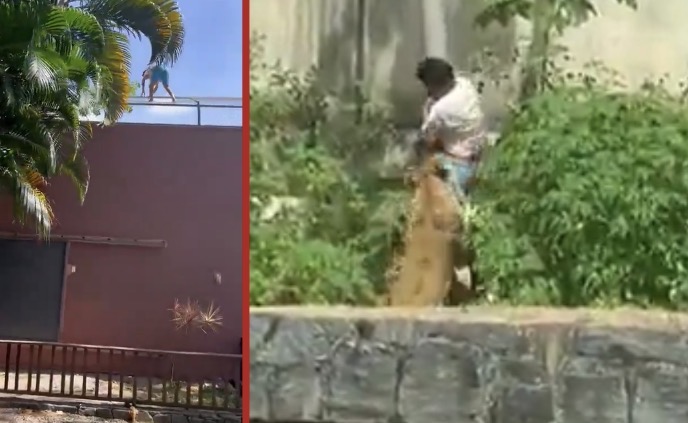 Man killed after climbing into lion enclosure as animal attacks in front of zoo visitors - Brazil