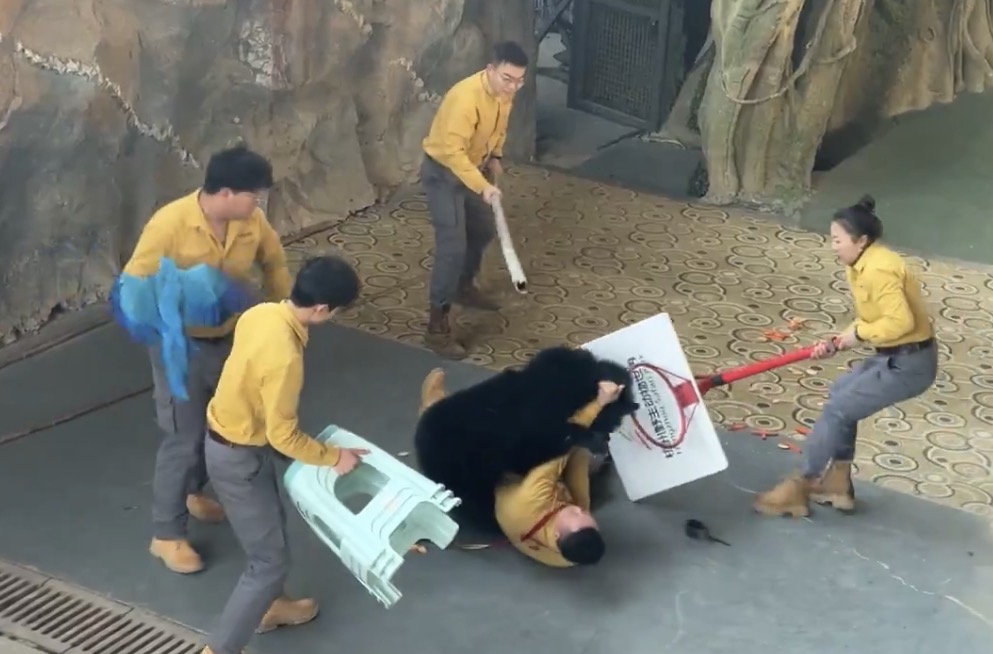 Black bear lunges at keeper during live show, prompting suspension of demonstrations - China