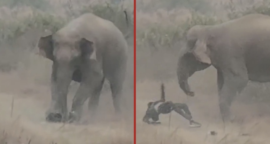 Five killed in Jharkhand as wild elephants rampage through rural areas - India