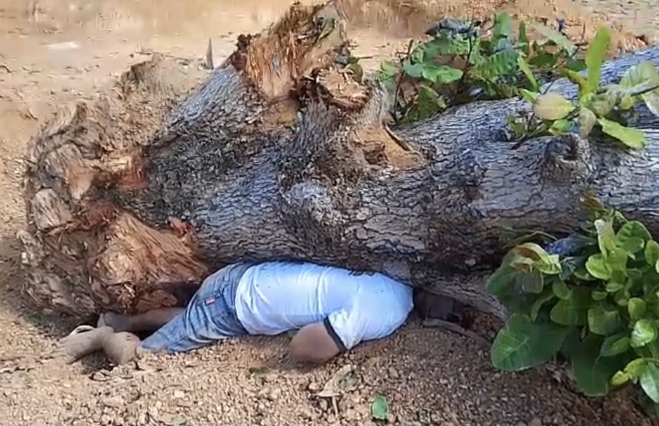 Man killed after being crushed by a falling tree - Brazil
