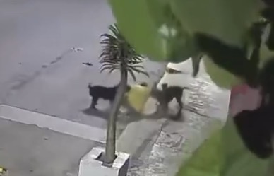 Man attacked by dogs on a street in Izúcar de Matamoros - Mexico
