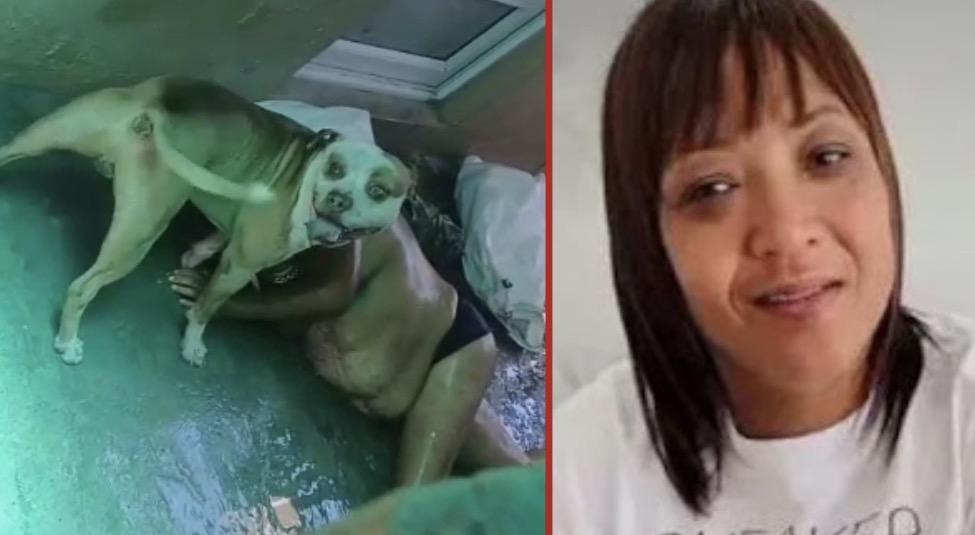 Woman killed in pit bull attack at home in Cape Town - South Africa