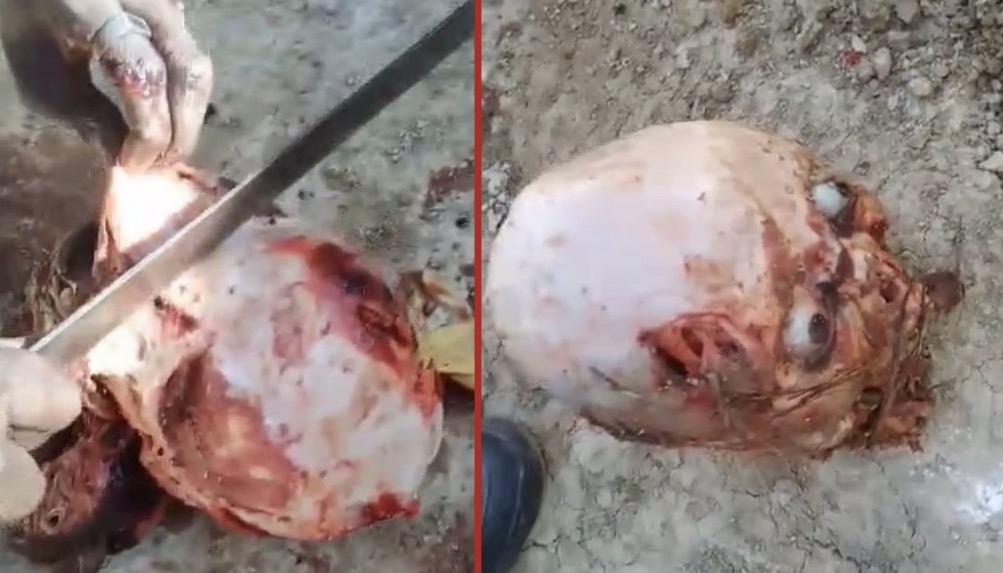 Rivals skinned the severed head of a man in a brutal act of violence - Haiti