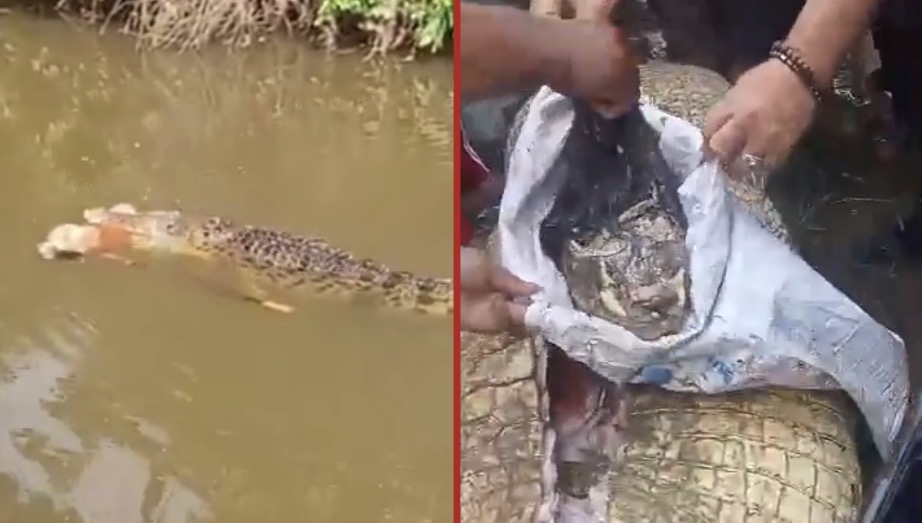 Woman devoured by crocodile while searching for shellfish in river estuary - Indonesia