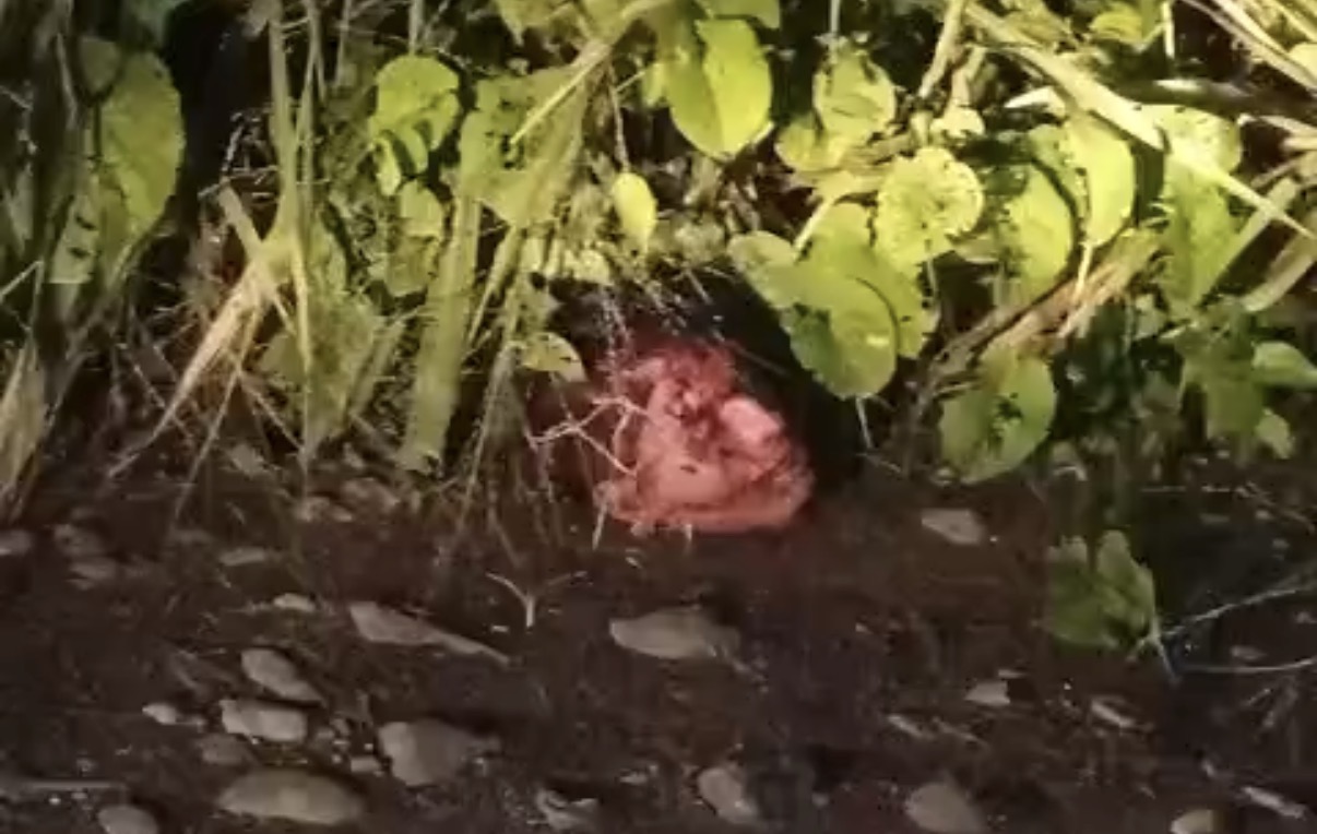 Dismembered body was found discarded on the roadside - Ecuador