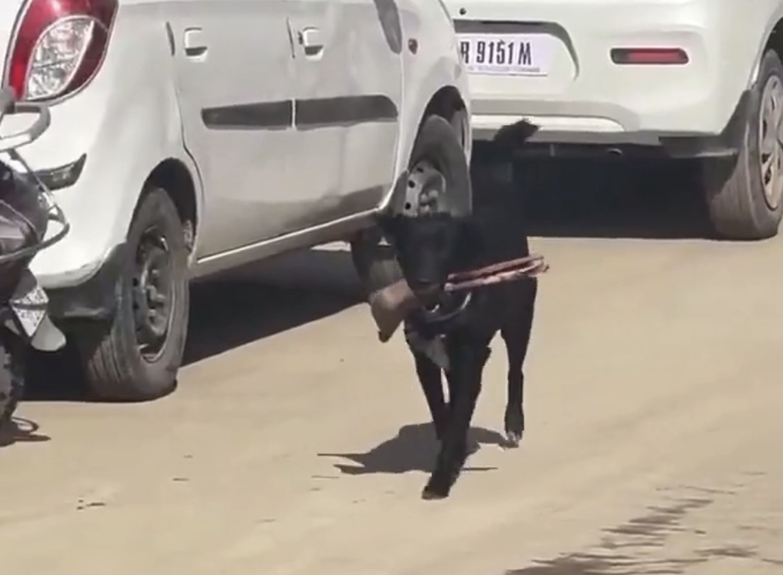 Footage shows a stray dog carrying an amputated human limb outside a hospital - Brazil