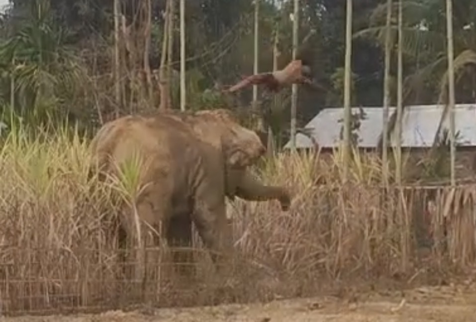 Young man killed during human–elephant conflict in tragic incident - India