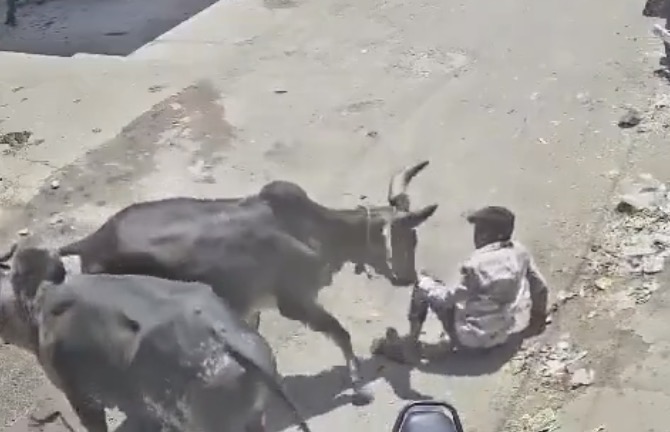 Man brutally attacked by stray bull in Gujarat before locals rush in to save him - India