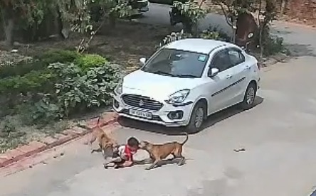 Boy attacked by dogs narrowly escapes as tense moment is caught on video - India