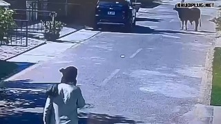 CCTV footage shows the moment a man is violently knocked down by a bull after attempting to stop it - India