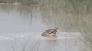 12-year-old boy killed after being dragged into river by crocodile in Bahraich - India